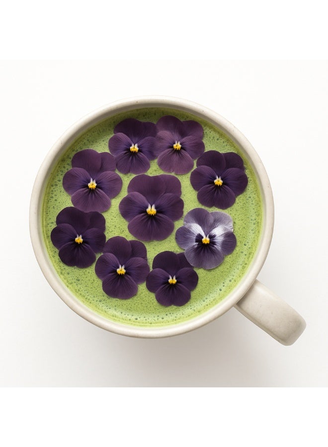 Excelso plant, 12 pieces - Image 1